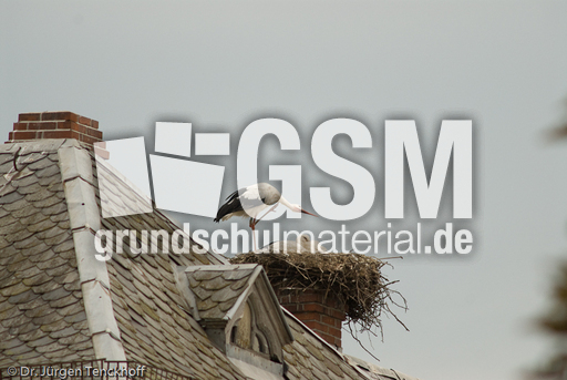 Weißstorch (16 von 20).jpg